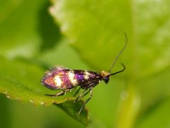 Yellow-barred Gold (Micropterix aureatella)