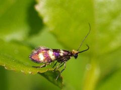 Micropterix aureatella