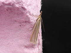 Yellow Satin Veneer (Crambus perlella)