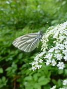 Green-veined White (Pieris napi)