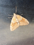 Grey Pine Carpet (Thera obeliscata)