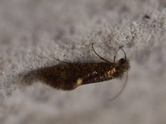 Dyseriocrania subpurpurella