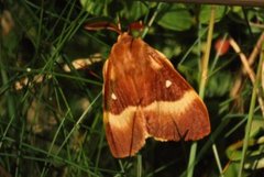 Eikespinner (Lasiocampa quercus)