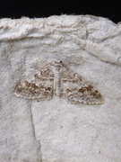 Welsh Wave (Venusia cambrica)