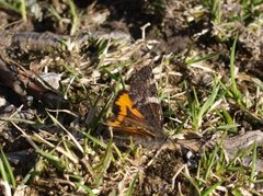 Orange Underwing (Archiearis parthenias)
