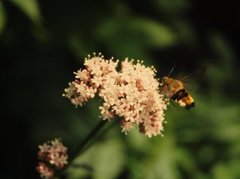 Bredkantet humlesvermer (Hemaris fuciformis)