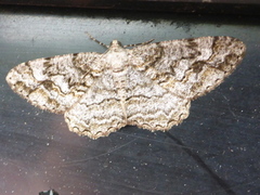 Mottled Beauty (Alcis repandata)