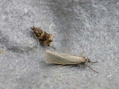 Pearl Veneer (Agriphila straminella)