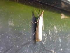 Pearl Veneer (Agriphila straminella)