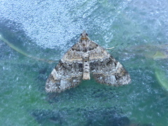 Barred Carpet (Martania taeniata)