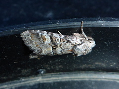 Minor Shoulder-knot (Brachylomia viminalis)