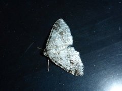 Welsh Wave (Venusia cambrica)