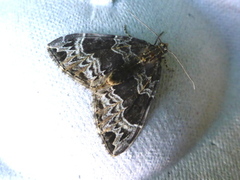 Small Phoenix (Ecliptopera silaceata)