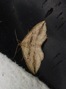 Oblique Carpet (Orthonama vittata)