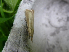 Pearl Veneer (Agriphila straminella)