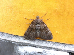 Chestnut-coloured Carpet (Thera cognata)