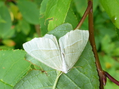 Light Emerald (Campaea margaritaria)