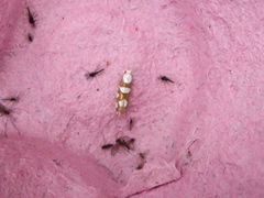 Gold-ribbon Argent (Argyresthia brockeella)