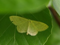 Cream Wave (Scopula floslactata)