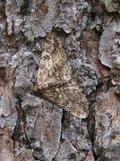 Ringed Carpet (Cleora cinctaria)