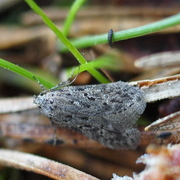 Black-speckled Groundling (Carpatolechia proximella)