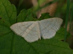 Blek urtemåler (Scopula floslactata)