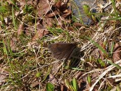 Dewy Ringlet (Erebia pandrose)
