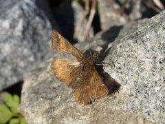 Dingy Skipper (Erynnis tages)