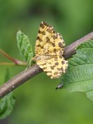 Speckled Yellow (Pseudopanthera macularia)
