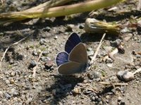 Engblåvinge (Cyaniris semiargus)