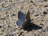 Engblåvinge (Cyaniris semiargus)