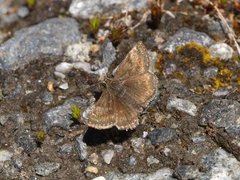 Dingy Skipper (Erynnis tages)