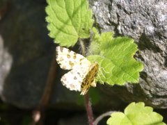 Speckled Yellow (Pseudopanthera macularia)