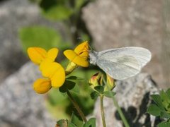 Skoghvitvinge (Leptidea sinapis)