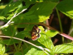 Common Purple & Gold (Pyrausta purpuralis)