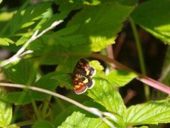 Purpurengmott (Pyrausta purpuralis)