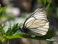 Hagtornsommerfugl (Aporia crataegi)