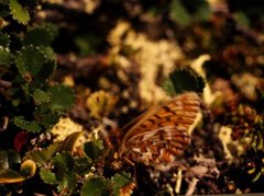 Freija's Fritillary (Boloria freija)