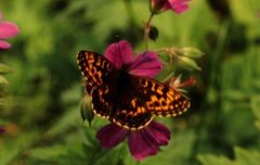 Tors perlemorvinge (Boloria thore)