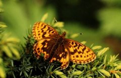 Thore's Fritillary (Boloria thore)