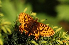 Tors perlemorvinge (Boloria thore)