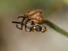 Båndfluer (Tephritidae)