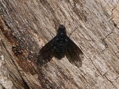 Humlefluer (Bombyliidae)