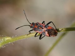 Rødrandtege (Corizus hyoscyami)