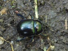 Geotrupes stercorosus