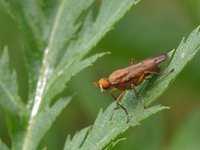 Sneglefluer (Sciomyzidae)