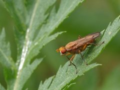 Sneglefluer (Sciomyzidae)