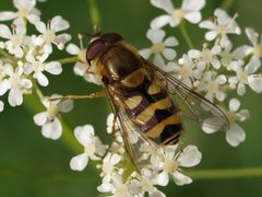 Syrphus