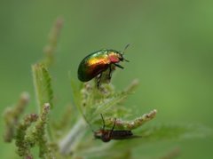 Bladbiller (Chrysomelidae)