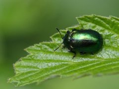 Bladbiller (Chrysomelidae)